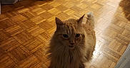 Cookie a rejoint le concours — aidez-le/la à gagner de superbes lots ! cat, orange_cat, fluffy, long_hair, pet, animal, sitting, portrait, feline, whiskers, ears, eyes, tail, indoors, wood_floor, parquet, curtains, furniture, home, photography
