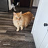 Cookie a rejoint le concours — aidez-le/la à gagner de superbes lots ! cat, ginger_cat, fluffy, long_hair, orange_fur, feline, pet, animal, standing, indoors, doorway, hallway, wood_floor, white_door, green_eyes, whiskers, ears, tail, portrait, photography