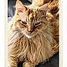 Cookie a rejoint le concours — aidez-le/la à gagner de superbes lots ! cat, ginger_cat, fluffy, longhaired, feline, pet, portrait, closeup, lounging, lying_down, blue_eyes, whiskers, ears, paws, fur, indoor, blanket, framed_photo, vintage_style, relaxed