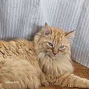 Cookie a rejoint le concours — aidez-le/la à gagner de superbes lots ! cat, ginger_cat, fluffy, longhaired, feline, pet, animal, orange, sleeping, relaxed, lounging, whiskers, ears, green_eyes, portrait, indoors, wooden_floor, curtain, close_up, photography