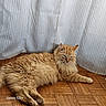 cat, orange_cat, fluffy, longhaired, pet, animal, lying_down, sleepy, relaxed, indoor, wooden_floor, curtain, home, portrait, whiskers, green_eyes, paws, fur,  lounging, photography