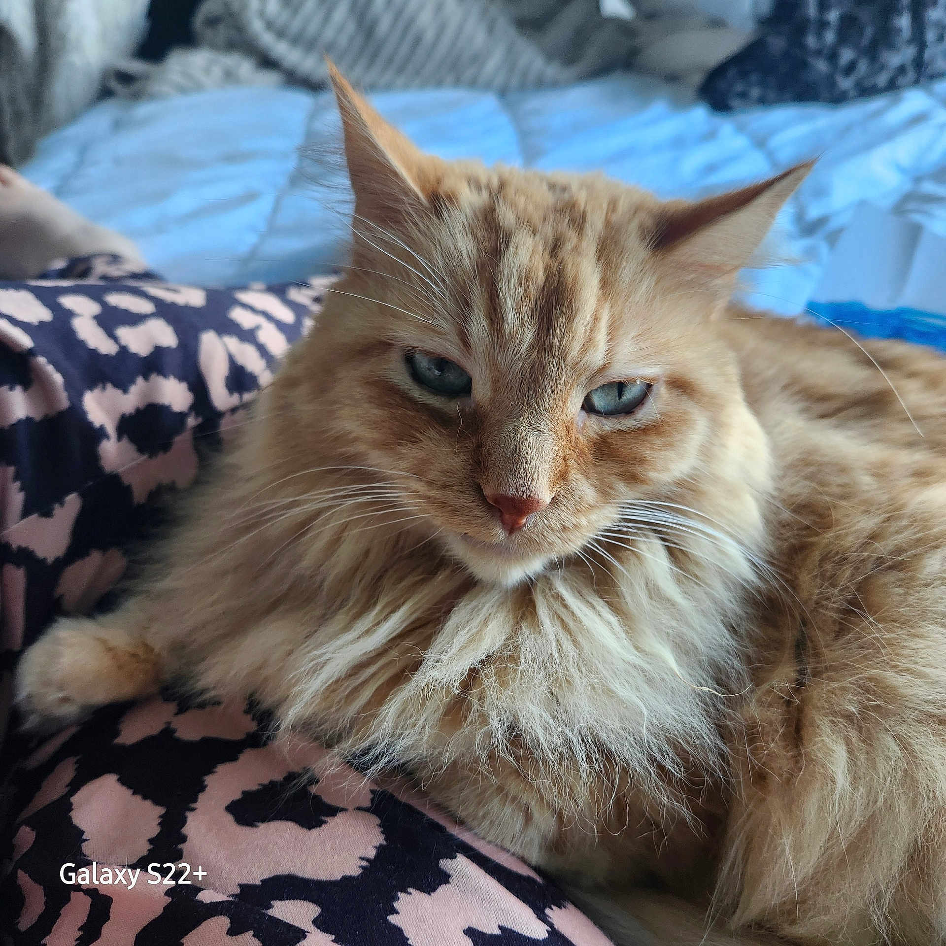 Cookie participe au concours pour gagner de l'argent avec cette photo : cat, ginger_cat, fluffy, long_hair, feline, pet, animal, close_up, portrait, whiskers, ears, green_eyes, relaxed, lying_down, bed, blanket, patterned_fabric, indoors, home, photography