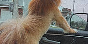 Liam Aka Chicken is registered to the contest to win money with this photo: dog, pet, car_interior, window, suburban, fur, tail, seat, animal, domestic_animal, side_view, looking_out, house, street, mirror, daytime, curious, canine, vehicle, inside