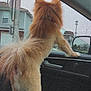 dog, pet, car_interior, window, suburban, fur, tail, seat, animal, domestic_animal, side_view, looking_out, house, street, mirror, daytime, curious, canine, vehicle, inside