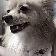 Liam Aka Chicken is registered to the contest to win money with this photo: dog, close_up, fluffy, happy, indoor, pet, bandana, smiling, light_coat, nose, eyes, fur, animal, portrait, cute, domestic_animal, friendly, canine, whiskers, snout