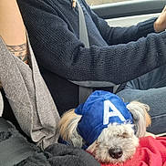 Pirate participe au concours pour gagner de l'argent avec cette photo : dog, puppy, hoodie, blue_clothing, sleeping, car_interior, seatbelt, person, knitted_sweater, red_blanket, fluffy, ears, casual_clothing, tattoo, jeans, resting, cozy, travel, pet, transport