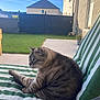 Babou participe au concours pour gagner de l'argent avec cette photo : cat, tabby, striped_cushion, outdoor, grass, fence, house, patio, blue_sky, clouds, relaxed, sitting, pet, animal, sunlight, daytime, side_view, feline, domestic_cat, garden