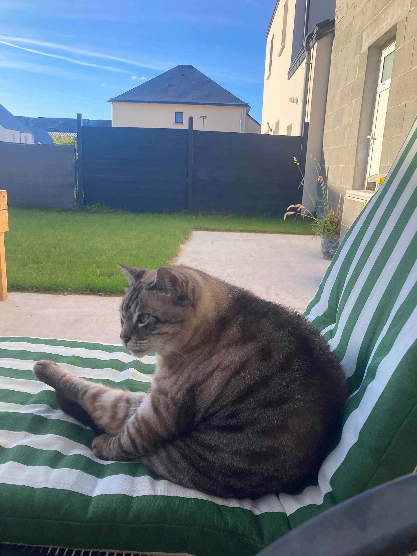 Babou participe au concours pour gagner de l'argent avec cette photo : cat, tabby, striped_cushion, outdoor, grass, fence, house, patio, blue_sky, clouds, relaxed, sitting, pet, animal, sunlight, daytime, side_view, feline, domestic_cat, garden