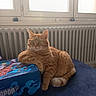 animal, bedroom, box, cat, colorful_packaging, cozy, domestic, ears, feline, green_eyes, indoors, lounging, orange_tabby, pet, portrait, radiator, sitting, striped_fur, whiskers, window