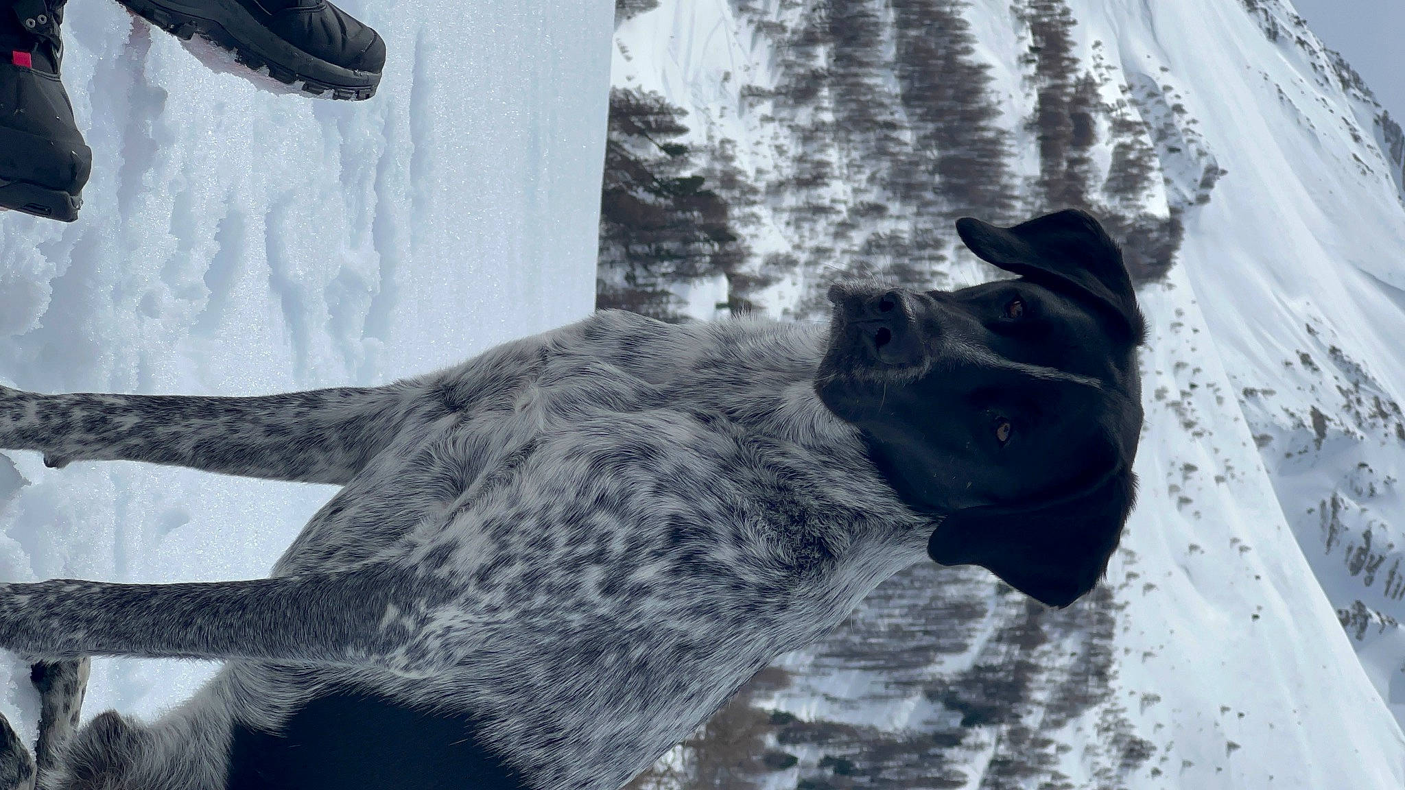 Timal a rejoint le concours — aidez-le/la à gagner de superbes lots ! canidae, carnivore, dog, dog_breed, dog_collar, freezing, fur, monochrome, monochrome_photography, snout, snow, sporting_group, tail, tree, trunk, water, whiskers, window, winter, working_animal