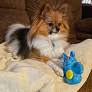 Rocco joined the competition — help win amazing prizes! dog, toy, blue_toy, couch, blanket, indoor, pet, fur, small_dog, tricolor, paw, nose, ears, collar, tag, sitting, resting, cute, animal, furniture