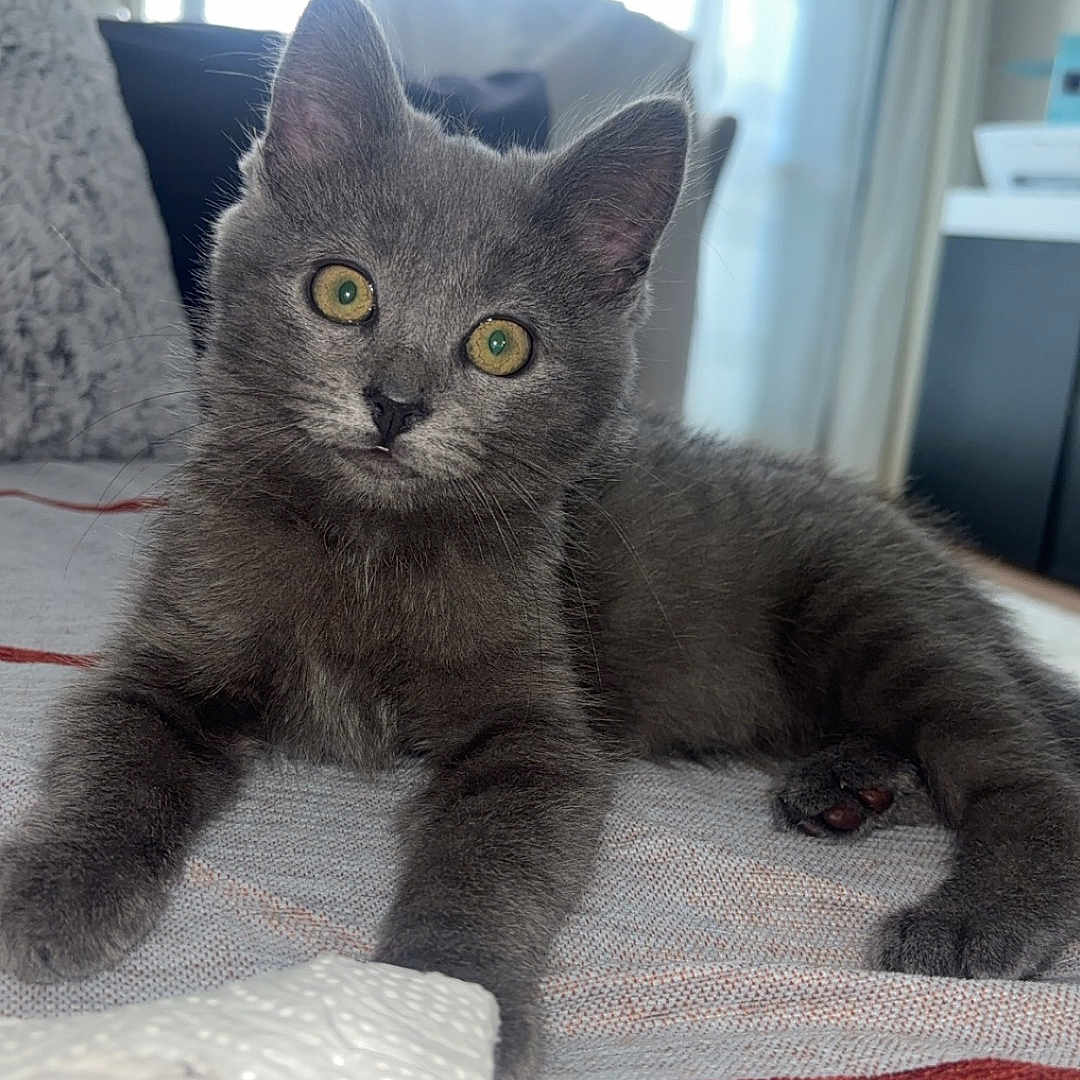Nala participe au concours pour gagner de l'argent avec cette photo : abyssinian, animal, architecture, blackcat, blanket, building, cat, couch, cushion, furniture, gray, homedecor, indoors, kitten, linen, livingroom, manx, pet, room, siamese