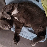 Brian joined the competition — help win amazing prizes! animal, bed, blanket, blue_blanket, cat, comfort, cozy, cute, domestic_animal, feline, fur, gray_cat, indoor, lying_down, paw, pet, relaxed, resting, sleeping_spot, yellow_blanket