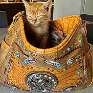 Cosmo is registered to the contest to win money with this photo: kitten, cat, handbag, purse, decorated, turquoise, silver, embellishments, orange, sleepy, cozy, indoor, table, wooden, kitchen, cute, pet, animal, small, feline