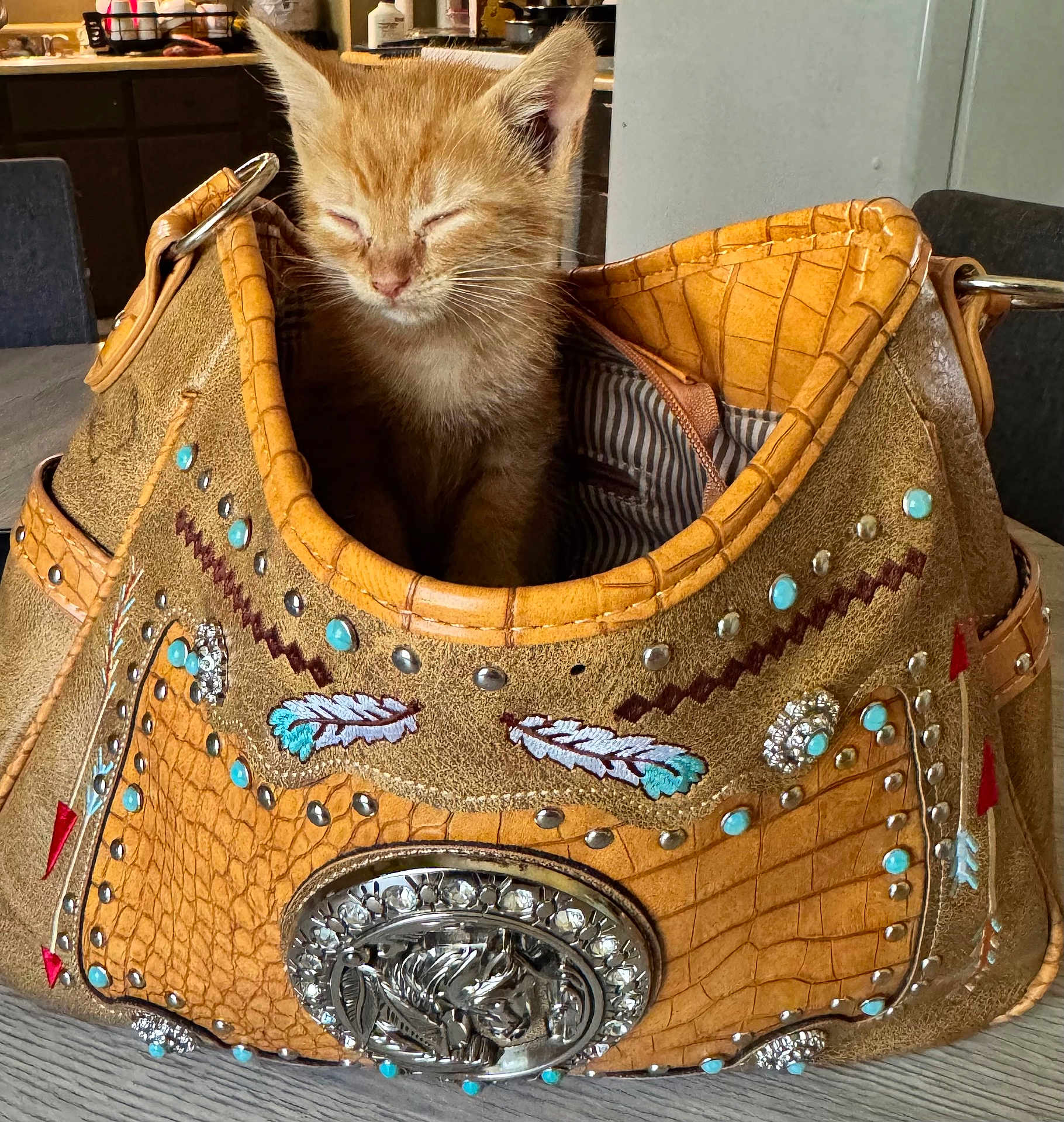 Cosmo is registered to the contest to win money with this photo: kitten, cat, handbag, purse, decorated, turquoise, silver, embellishments, orange, sleepy, cozy, indoor, table, wooden, kitchen, cute, pet, animal, small, feline