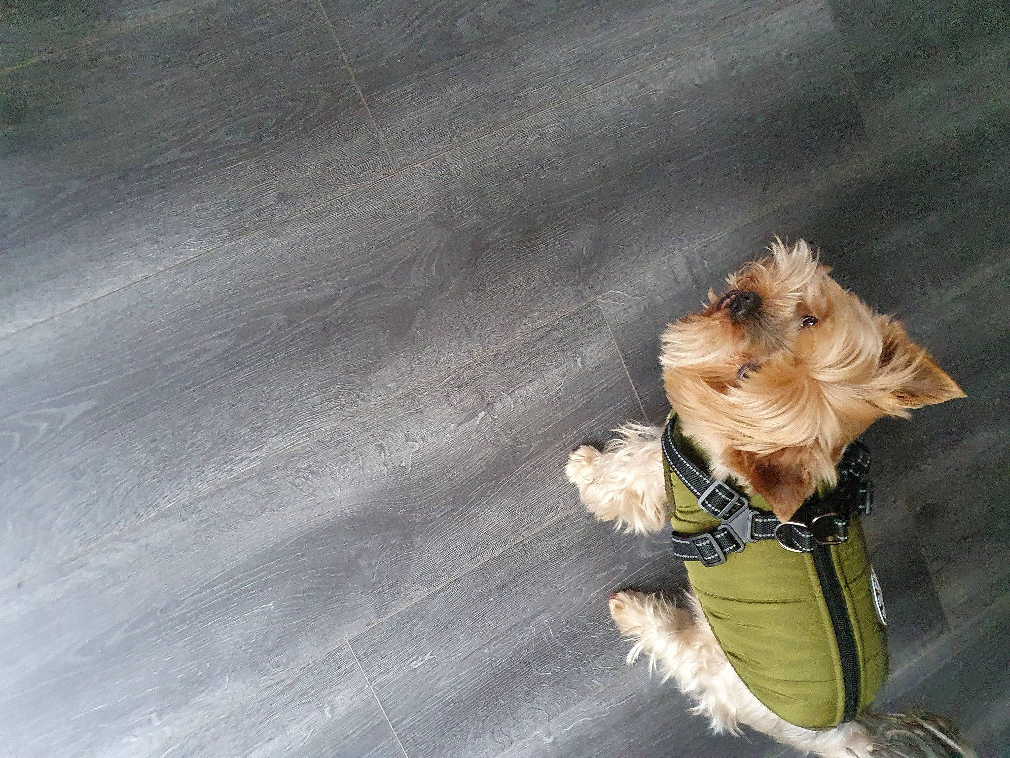 Jakari participe au concours pour gagner de l'argent avec cette photo : asphalt, denim, doll, fashion_accessory, fashion_design, fawn, figurine, flooring, fun, fur, gesture, glove, grass, happy, human_leg, people_in_nature, shadow, sitting, toy, wood