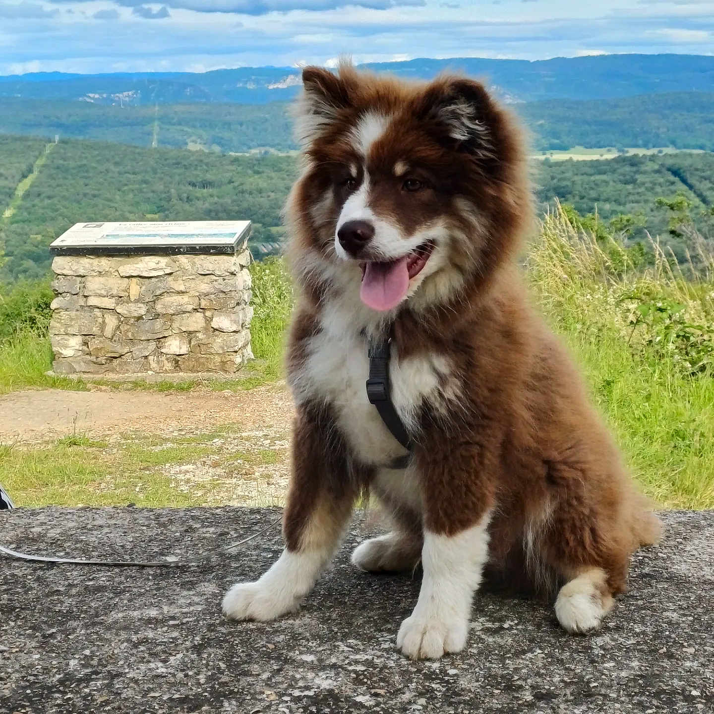 Veiko participe au concours pour gagner de l'argent avec cette photo : dog, puppy, brown, white, fluffy, sitting, tongue_out, outdoor, nature, mountains, grass, stone, happy, pet, canine, leash, scenic, sky, clouds, landscape