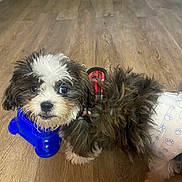 Kobe Dixon joined the competition — help win amazing prizes! puppy, dog, black_and_white, fluffy, small_dog, pet, harness, diaper, chew_toy, blue_toy, wood_floor, indoors, portrait, closeup, adorable, looking_at_camera, long_fur, brown_fur, paw_prints, household