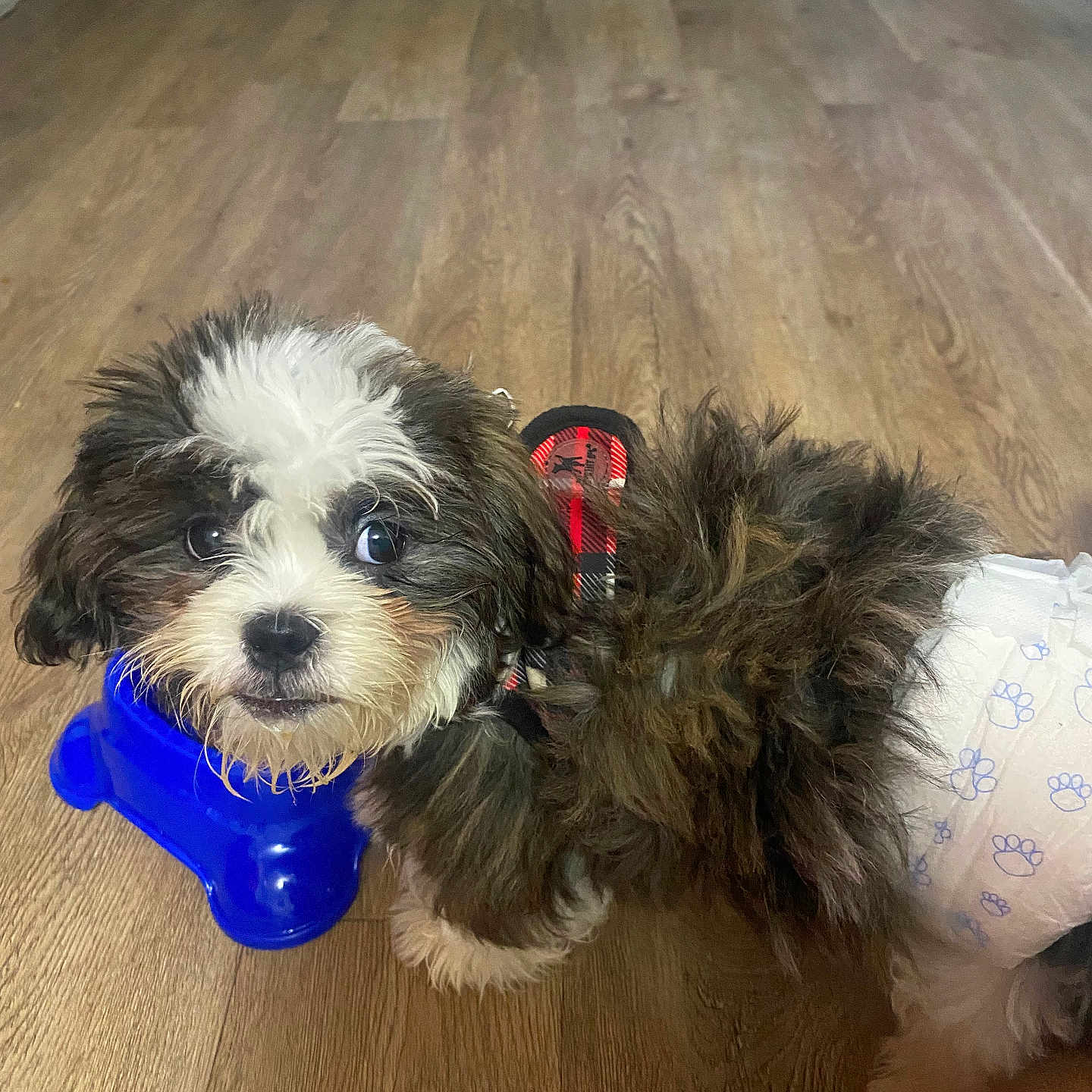 Kobe Dixon joined the competition — help win amazing prizes! puppy, dog, black_and_white, fluffy, small_dog, pet, harness, diaper, chew_toy, blue_toy, wood_floor, indoors, portrait, closeup, adorable, looking_at_camera, long_fur, brown_fur, paw_prints, household
