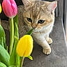 animal, cat, closeup, curious, domestic, feline, flower, green, indoor, leaf, nature, pet, pink, plant, soft_light, still_life, table, tulip, vase, yellow