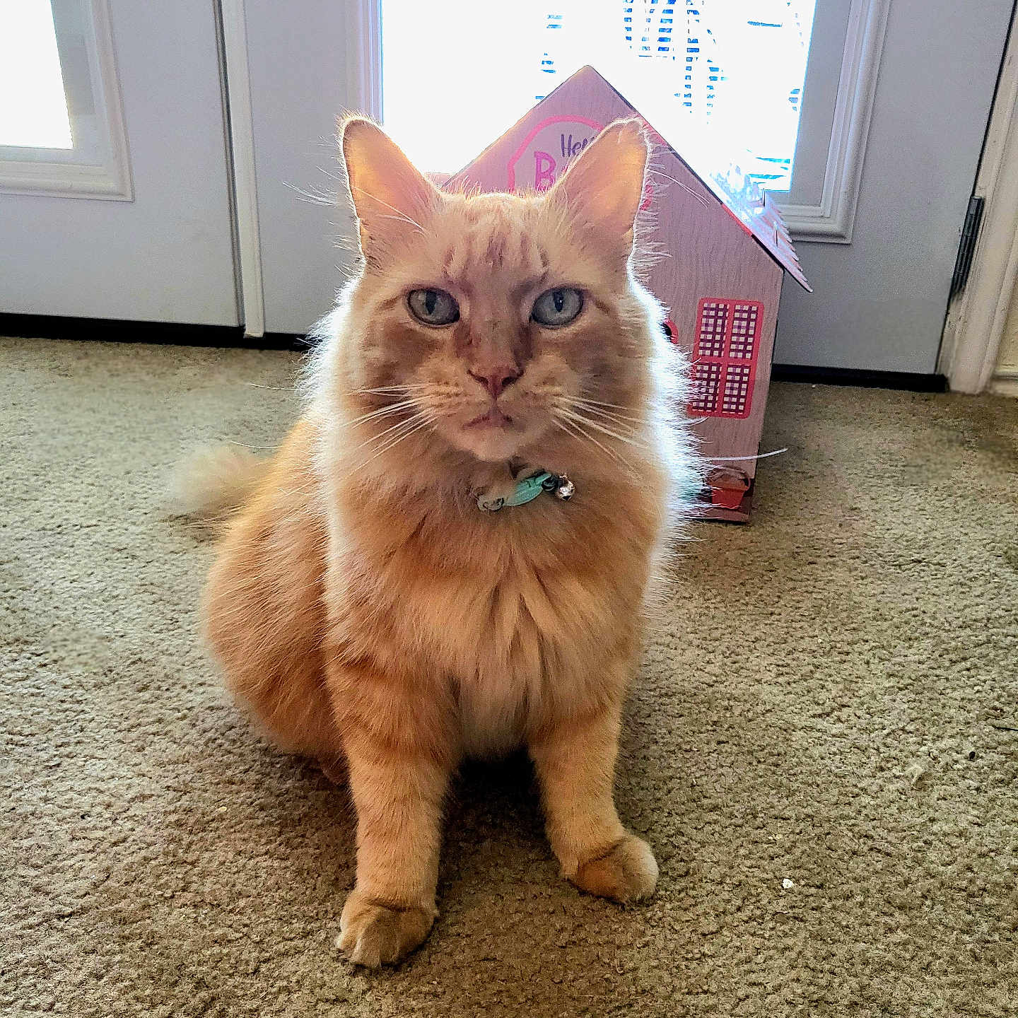 Lasagna is registered to the contest to win money with this photo: accessories, animal, architecture, building, cat, door, face, hardwood, indoors, interiordesign, jewelry, kitten, manx, necklace, outdoors, pet, plant, pottedplant, shelter, wood