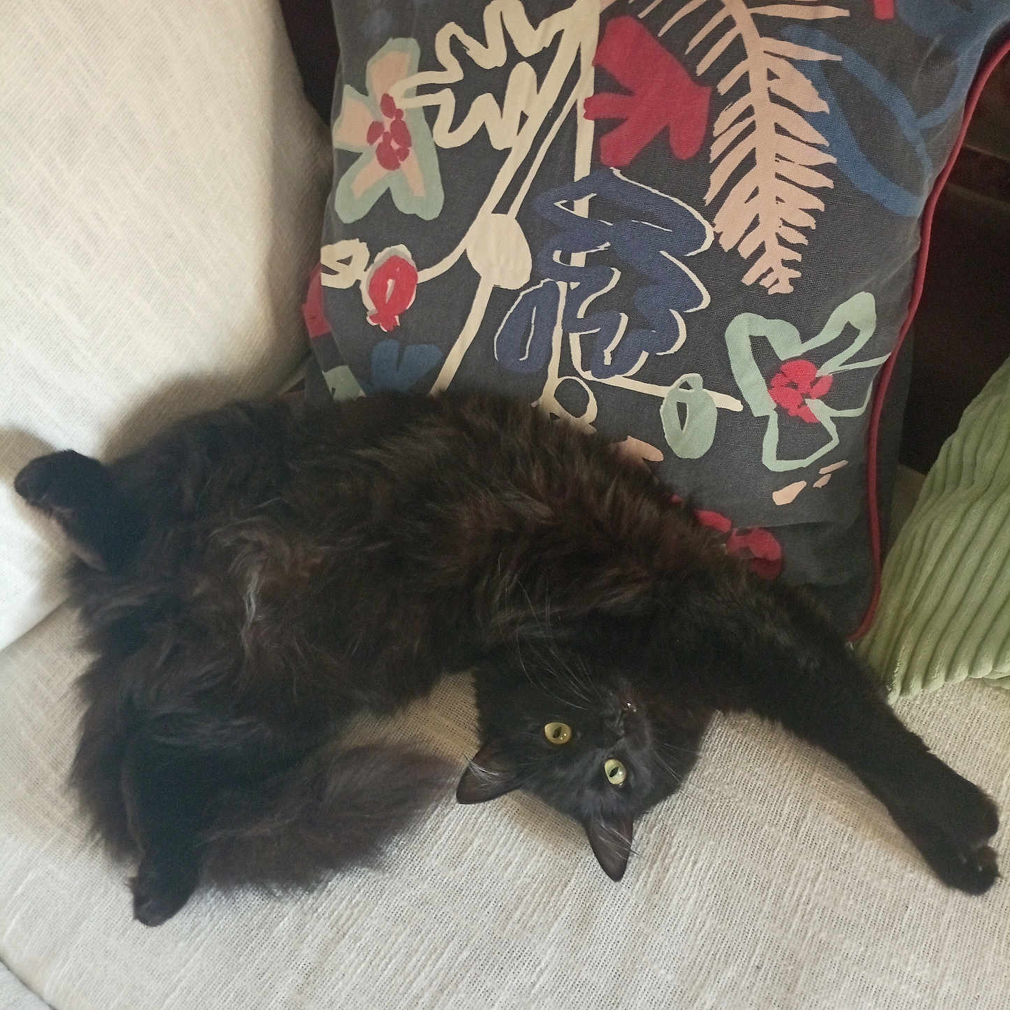 Matcha a rejoint le concours — aidez-le/la à gagner de superbes lots ! animal, applique, architecture, armchair, blackcat, building, cat, chair, couch, cushion, furniture, homedecor, indoors, kitten, linen, livingroom, manx, pet, pillow, room