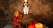 Baïka a rejoint le concours — aidez-le/la à gagner de superbes lots ! dog, puppy, spaniel, cavalier_king_charles, portrait, autumn, fall, pumpkin, gourd, leaves, foliage, barrel, rustic, still_life, indoor, studio, backdrop, wooden_table, orange, seasonal