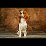dog, cavalier_king_charles_spaniel, spaniel, pet, animal, portrait, sitting, standing, white_and_brown, long_ears, floppy_ears, studio, textured_background, wooden_floor, indoor, cute, adorable, companion_animal, photography, formal_pose