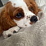 Baïka participe au concours pour gagner de l'argent avec cette photo : dog, puppy, cavalier_king_charles_spaniel, brown_and_white, floppy_ears, sleepy, cute, pet, canine, snout, nose, eyes, paws, fur, blanket, couch, indoors, close_up, portrait, relaxed