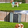 Baïka a rejoint le concours — aidez-le/la à gagner de superbes lots ! dog, spaniel, cavalier_king_charles_spaniel, pet, puppy, brown_and_white, floppy_ears, long_fur, plush_toy, blue_toy, grass, garden, backyard, wooden_fence, shed, house, outdoor, sunlight, cloudy_sky, collage