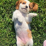 Baïka a rejoint le concours — aidez-le/la à gagner de superbes lots ! puppy, dog, cavalier_king_charles_spaniel, lying_down, belly_up, grass, outdoor, sunlight, cute, sleepy, relaxed, white_fur, brown_fur, floppy_ears, paws, belly, portrait, pet, animal, funny