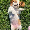 puppy, dog, cavalier_king_charles_spaniel, lying_down, belly_up, grass, outdoor, sunlight, cute, sleepy, relaxed, white_fur, brown_fur, floppy_ears, paws, belly, portrait, pet, animal, funny