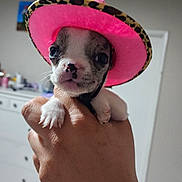 Liddo is registered to the contest to win money with this photo: puppy, dog, hand, pink_hat, cowboy_hat, indoor, cute, small, pet, animal, leopard_print, face, furniture, drawer, room, white, carpet, whiskers, paw, close_up