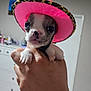 puppy, dog, hand, pink_hat, cowboy_hat, indoor, cute, small, pet, animal, leopard_print, face, furniture, drawer, room, white, carpet, whiskers, paw, close_up