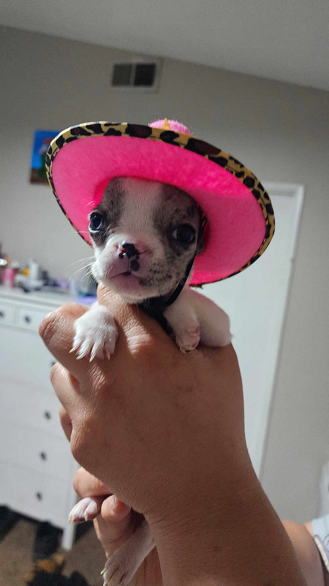 Liddo