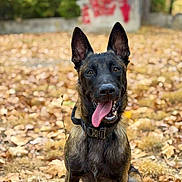 Venom a rejoint le concours — aidez-le/la à gagner de superbes lots ! dog, canine, pet, outdoor, autumn, leaves, fall, nature, tongue_out, sitting, ears_up, collar, brown_fur, black_fur, grass, park, daylight, animal, friendly, cute