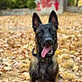 dog, canine, pet, outdoor, autumn, leaves, fall, nature, tongue_out, sitting, ears_up, collar, brown_fur, black_fur, grass, park, daylight, animal, friendly, cute