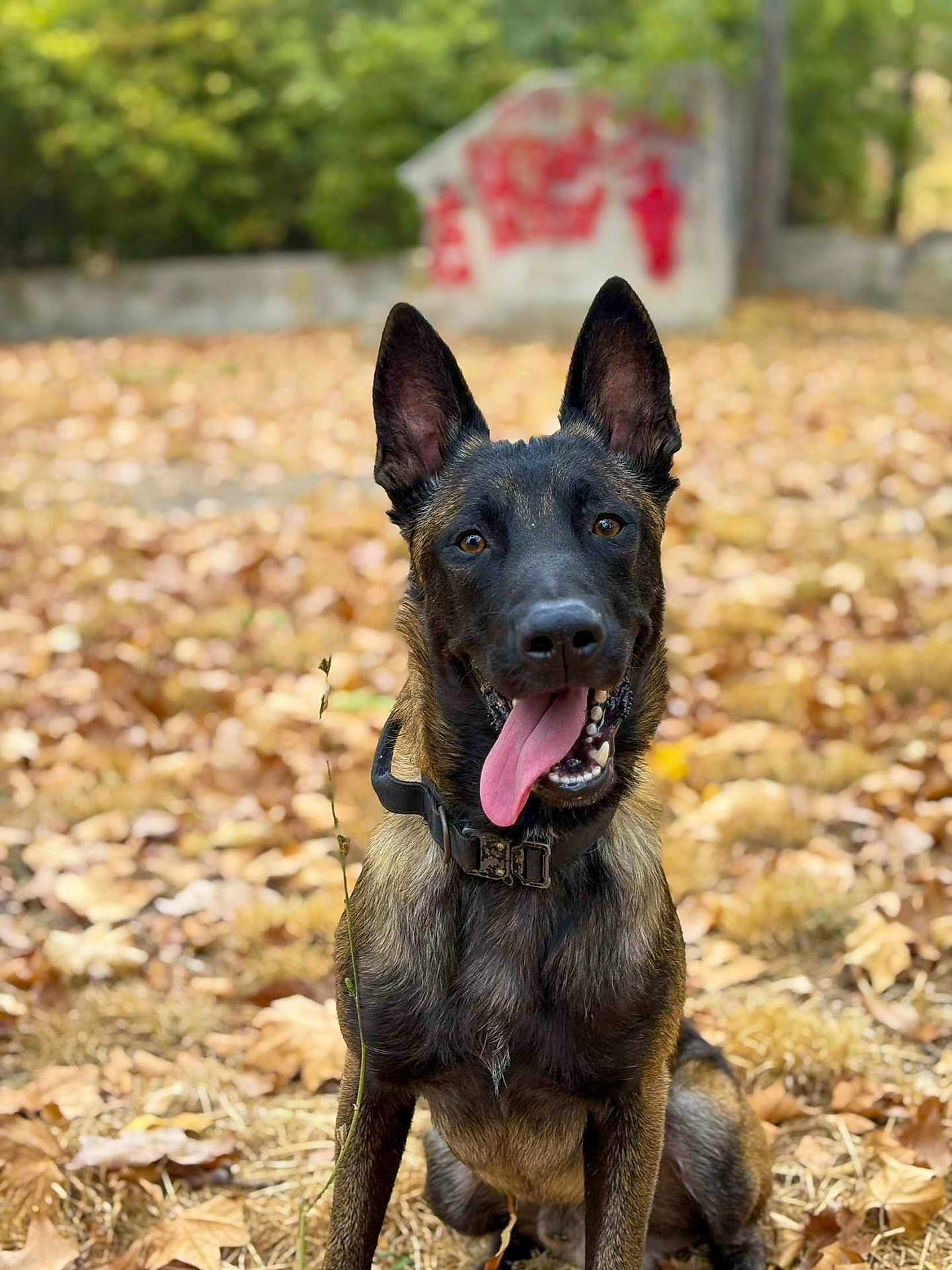 Venom a rejoint le concours — aidez-le/la à gagner de superbes lots ! dog, canine, pet, outdoor, autumn, leaves, fall, nature, tongue_out, sitting, ears_up, collar, brown_fur, black_fur, grass, park, daylight, animal, friendly, cute