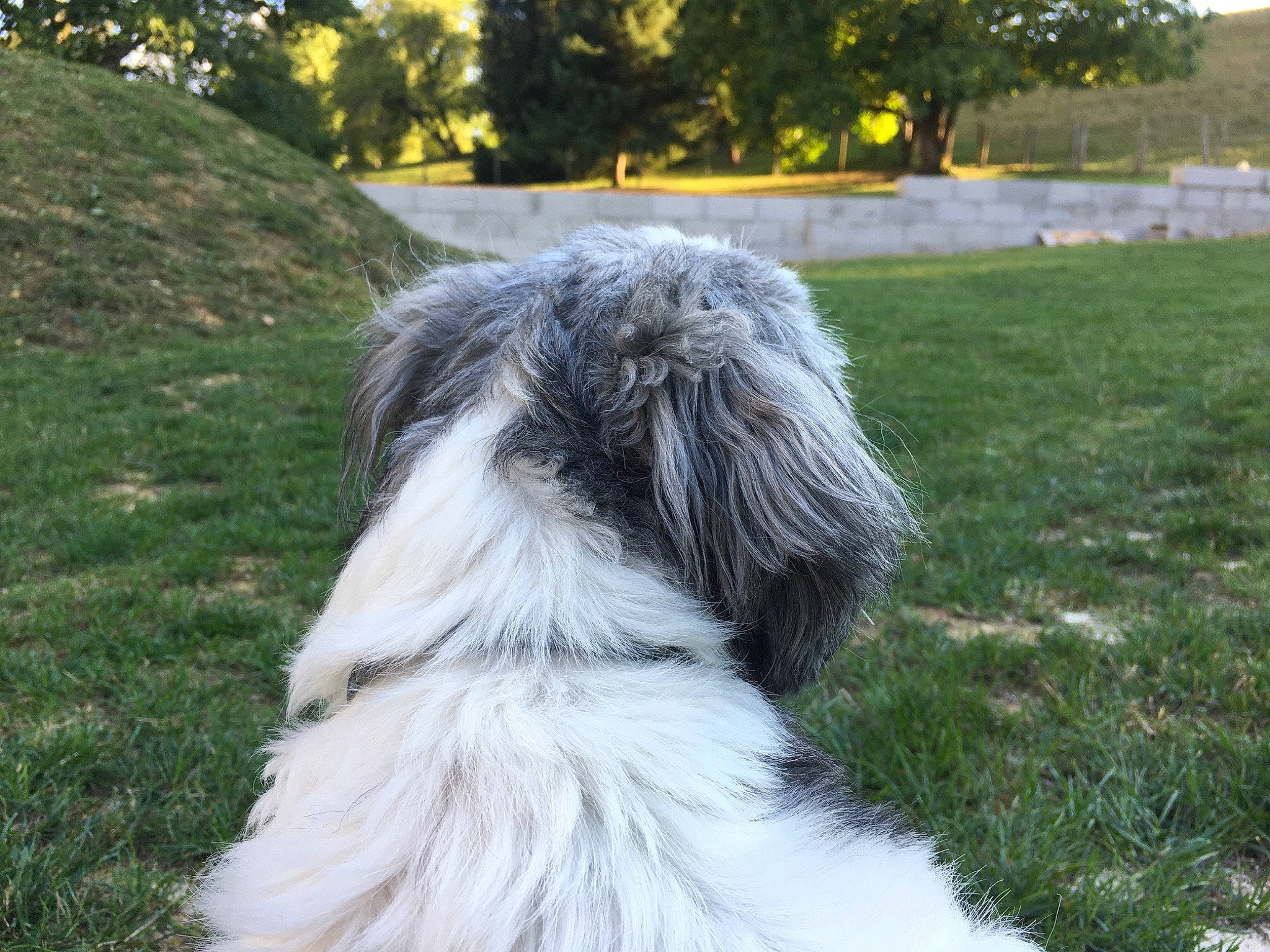 Lolly a rejoint le concours — aidez-le/la à gagner de superbes lots ! bearded_collie, canidae, cao_da_serra_de_aires, carnivore, catalan_sheepdog, companion_dog, dog, dog_breed, fur, mammal, polish_lowland_sheepdog, rare_breed_dog, romanian_mioritic_shepherd_dog, schapendoes, snout, south_russian_ovcharka, sporting_group, terrier, tibetan_terrier, vertebrate