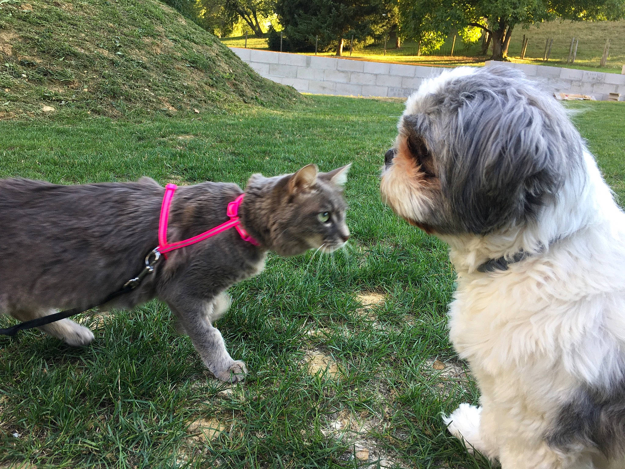 Lolly a rejoint le concours — aidez-le/la à gagner de superbes lots ! cairn_terrier, canidae, carnivore, catalan_sheepdog, companion_dog, dog, dog_breed, dog_walking, glen_of_imaal_terrier, leash, mammal, petit_basset_griffon_vendeen, rare_breed_dog, sapsali, schnoodle, sporting_group, sporting_lucas_terrier, terrier, tibetan_terrier, vertebrate