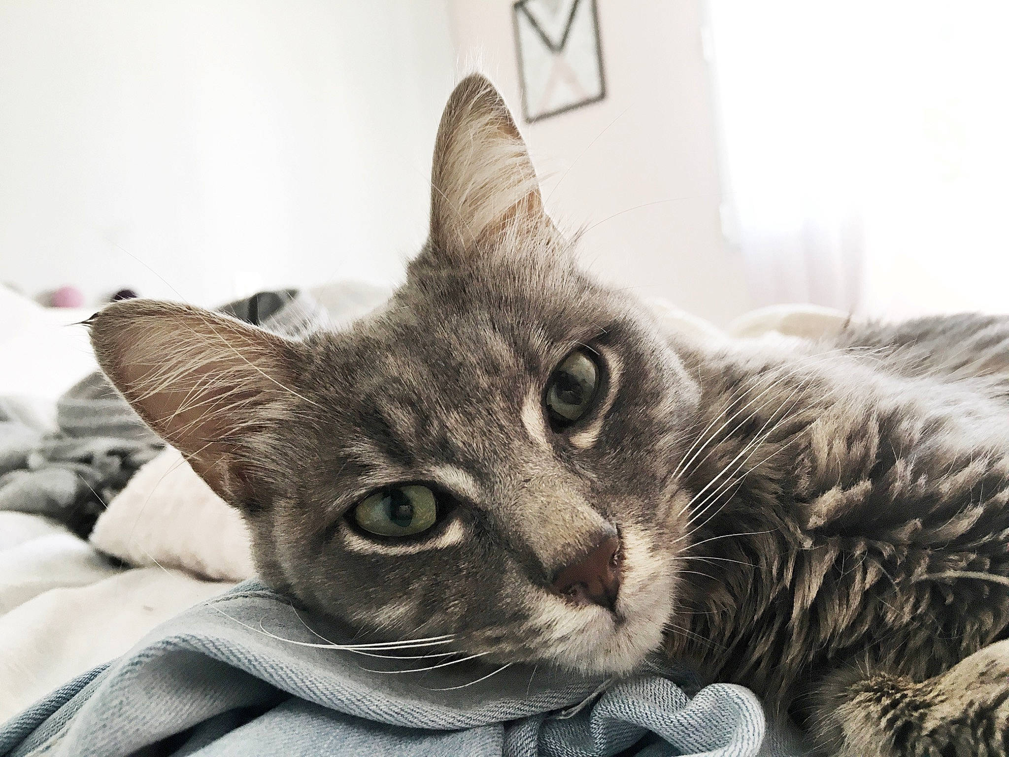 Plume participe au concours pour gagner de l'argent avec cette photo : american_shorthair, asian, australian_mist, bed, carnivore, cat, domestic_short_haired_cat, dragon_li, ear, european_shorthair, eye, felidae, fur, kitten, mammal, nose, small_to_medium_sized_cats, snout, tabby_cat, whiskers