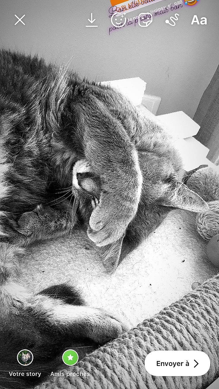 Plume a rejoint le concours — aidez-le/la à gagner de superbes lots ! black, black_and_white, carnivore, cat, ear, eye, felidae, fur, leg, monochrome, monochrome_photography, nap, nose, photography, sleep, small_to_medium_sized_cats, snout, style, whiskers, white