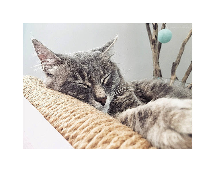 Plume a rejoint le concours — aidez-le/la à gagner de superbes lots ! american_shorthair, carnivore, cat, cat_bed, domestic_short_haired_cat, dragon_li, ear, european_shorthair, felidae, fur, kitten, maine_coon, nap, paw, pixie_bob, sleep, small_to_medium_sized_cats, tabby_cat, tail, whiskers