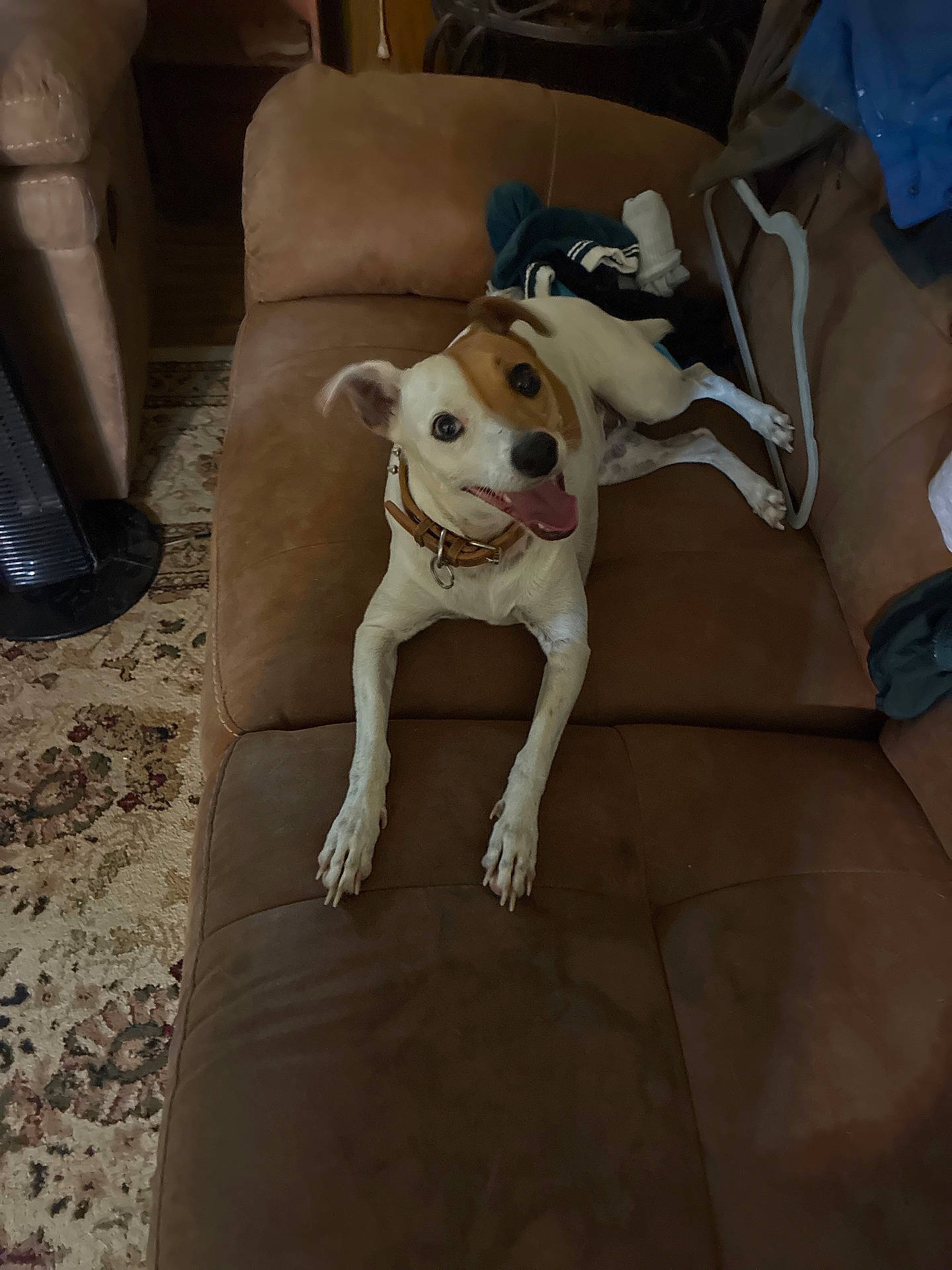 animal, brown, canine, collar, companion, couch, dog, domestic, floor, fur, happy, household, indoor, leather, living_room, pet, playful, relaxed, rug, smiling