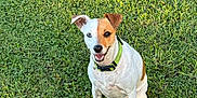 Lulu joined the competition — help win amazing prizes! animal, canine, collar, cute, daytime, dog, ears, friendly, fur, grass, green, happy, nature, outdoor, pet, playful, portrait, sitting, smiling, sunlight