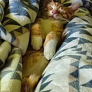 Castiel is registered to the contest to win money with this photo: cat, kitten, sleeping, blanket, cozy, orange, white, fur, pet, cute, nap, animal, relaxing, soft, warm, indoors, comfort, resting, feline, patterned_blanket