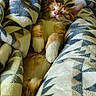 cat, kitten, sleeping, blanket, cozy, orange, white, fur, pet, cute, nap, animal, relaxing, soft, warm, indoors, comfort, resting, feline, patterned_blanket
