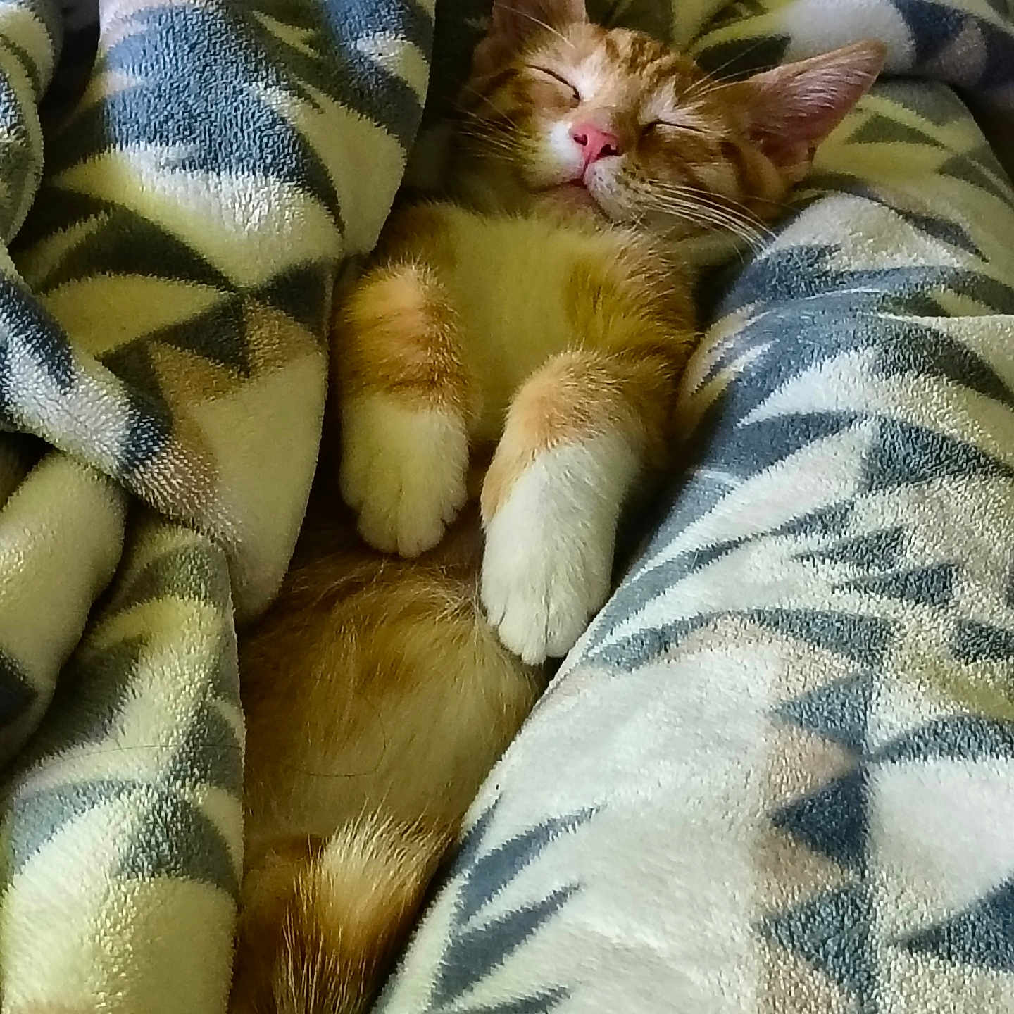 Castiel is registered to the contest to win money with this photo: cat, kitten, sleeping, blanket, cozy, orange, white, fur, pet, cute, nap, animal, relaxing, soft, warm, indoors, comfort, resting, feline, patterned_blanket