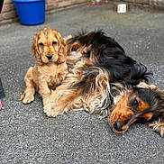 Aston a rejoint le concours — aidez-le/la à gagner de superbes lots ! dog, puppy, sitting, lying_down, outdoor, concrete_floor, fur, brown, black, curious, relaxed, pet, canine, animal, companion, brick_wall, blue_bucket, daylight, cute, friendship