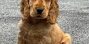 Aston participe au concours pour gagner de l'argent avec cette photo : puppy, dog, golden, sitting, outdoor, cute, floppy_ears, fur, pet, animal, young, nose, tail, pavement, closeup, portrait, adorable, brown, canine, companion